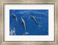 Framed Group Of Spinner Dolphins