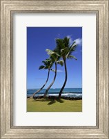 Framed Palm Trees on the Coast Of Hauula