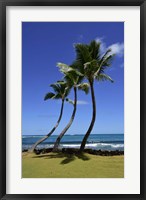 Framed Palm Trees on the Coast Of Hauula