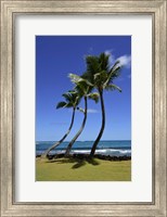 Framed Palm Trees on the Coast Of Hauula