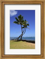 Framed Palm Trees on the Coast Of Hauula, Oahu, Hawaii