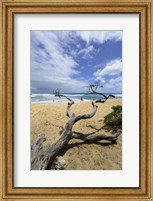 Framed Driftwood and Surfer on a Beach in Oahu, Hawaii