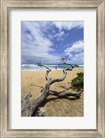Framed Driftwood and Surfer on a Beach in Oahu, Hawaii