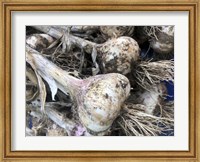 Framed Freshly Harvested Garlic Bulbs, Close-Up