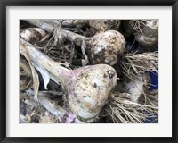 Framed Freshly Harvested Garlic Bulbs, Close-Up