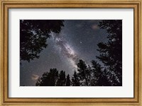 Framed Summer Milky Way Looking Up Through Trees in Banff National Park