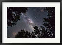 Framed Summer Milky Way Looking Up Through Trees in Banff National Park