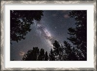 Framed Summer Milky Way Looking Up Through Trees in Banff National Park