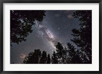 Framed Summer Milky Way Looking Up Through Trees in Banff National Park