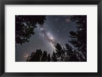 Framed Summer Milky Way Looking Up Through Trees in Banff National Park