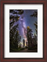 Framed Summer Milky Way With Through Pine Trees