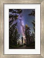 Framed Summer Milky Way With Through Pine Trees