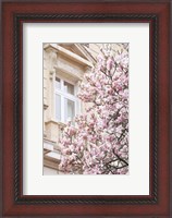 Framed Pink Spring Magnolias in Paris