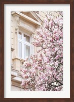 Framed Pink Spring Magnolias in Paris