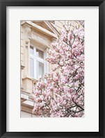 Framed Pink Spring Magnolias in Paris