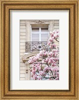 Framed Spring Magnolias in Paris