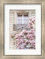 Framed Spring Magnolias in Paris