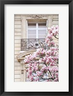 Framed Spring Magnolias in Paris