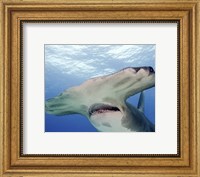 Framed Great Hammerhead Shark With Mouth Open