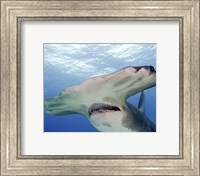 Framed Great Hammerhead Shark With Mouth Open