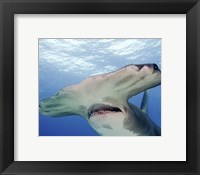 Framed Great Hammerhead Shark With Mouth Open