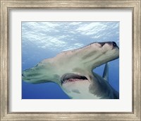 Framed Great Hammerhead Shark With Mouth Open