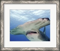 Framed Great Hammerhead Shark With Mouth Open