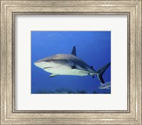 Framed Reef Shark, Tiger Beach