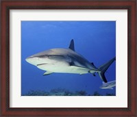 Framed Reef Shark, Tiger Beach