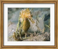 Framed Lined Seahorse in Sea Grass