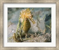 Framed Lined Seahorse in Sea Grass