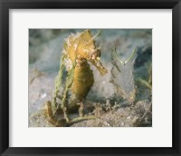 Framed Lined Seahorse in Sea Grass