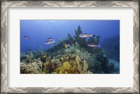 Framed Small Group Of Creole Wrasse Pass Over a Reef