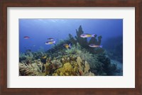 Framed Small Group Of Creole Wrasse Pass Over a Reef