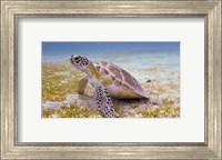Framed Green Turtle in the Sea Grass