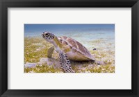 Framed Green Turtle in the Sea Grass