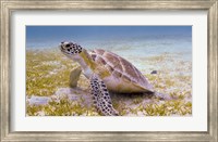 Framed Green Turtle in the Sea Grass