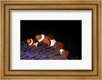 Framed Two Clownfish in Their Anemone Home