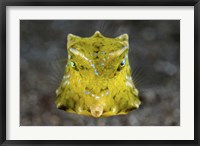 Framed Boxfish Portrait