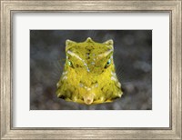 Framed Boxfish Portrait
