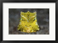 Framed Boxfish Portrait