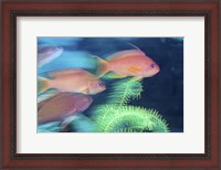 Framed School Of Anthias Darts Around a Coral Reef