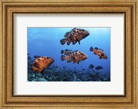 Framed Marbeled Grouper Begin to Gather Together