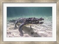 Framed Crocodile Stalking Its Prey