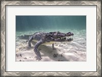 Framed Crocodile Stalking Its Prey