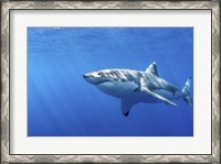Framed Great White Shark in Guadalupe Mexico