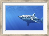 Framed Great White Shark in Guadalupe Mexico