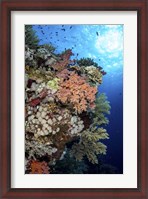 Framed Beautiful Soft Coral Reef in the Red Sea, Red Sea