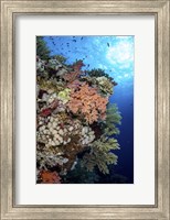 Framed Beautiful Soft Coral Reef in the Red Sea, Red Sea