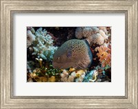 Framed Moray Eel Framed With Beautiful Soft Corals, Red Sea